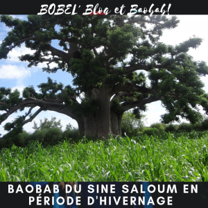 https://iboutchou.org BOBEL's Blog et le Baobab