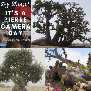 https://iboutchou.org BOBEL's Blog et le Baobab