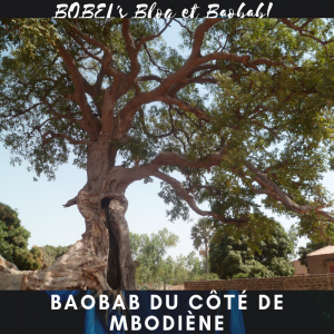 https://iboutchou.org BOBEL's Blog et le Baobab