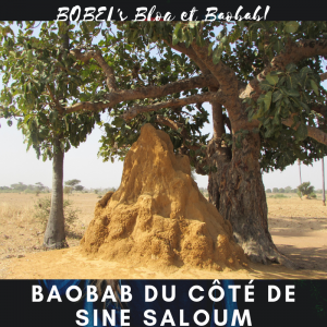 https://iboutchou.org BOBEL's Blog et le Baobab