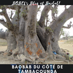 https://iboutchou.org BOBEL's Blog et le Baobab