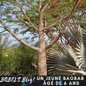 bobelsblog.com Bobel’s blog et baobab, au bonheur des dames